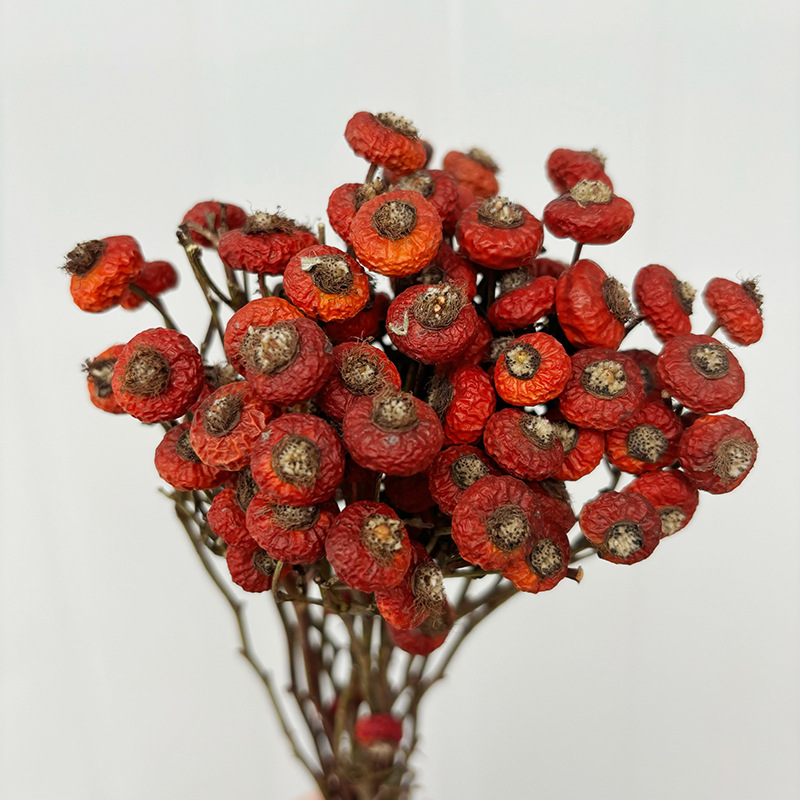 10개/다발 말린 로즈힙 베리 꽃 자연 건조 꽃 장식품 - Dried Flower Bunch 리뷰 및 가격