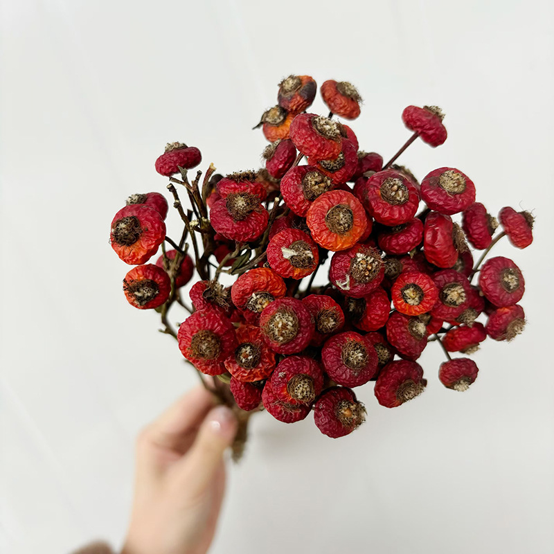 10개/다발 말린 로즈힙 베리 꽃 자연 건조 꽃 장식품 - Dried Flower Bunch 리뷰 및 가격