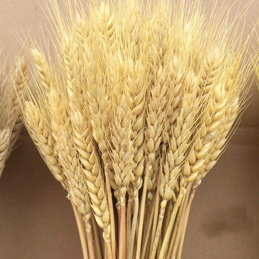 50개 천연 드라이플라워 부케, 밀 이삭 부케, 밀 이 - Dried Flower Bunch 리뷰 및 가격