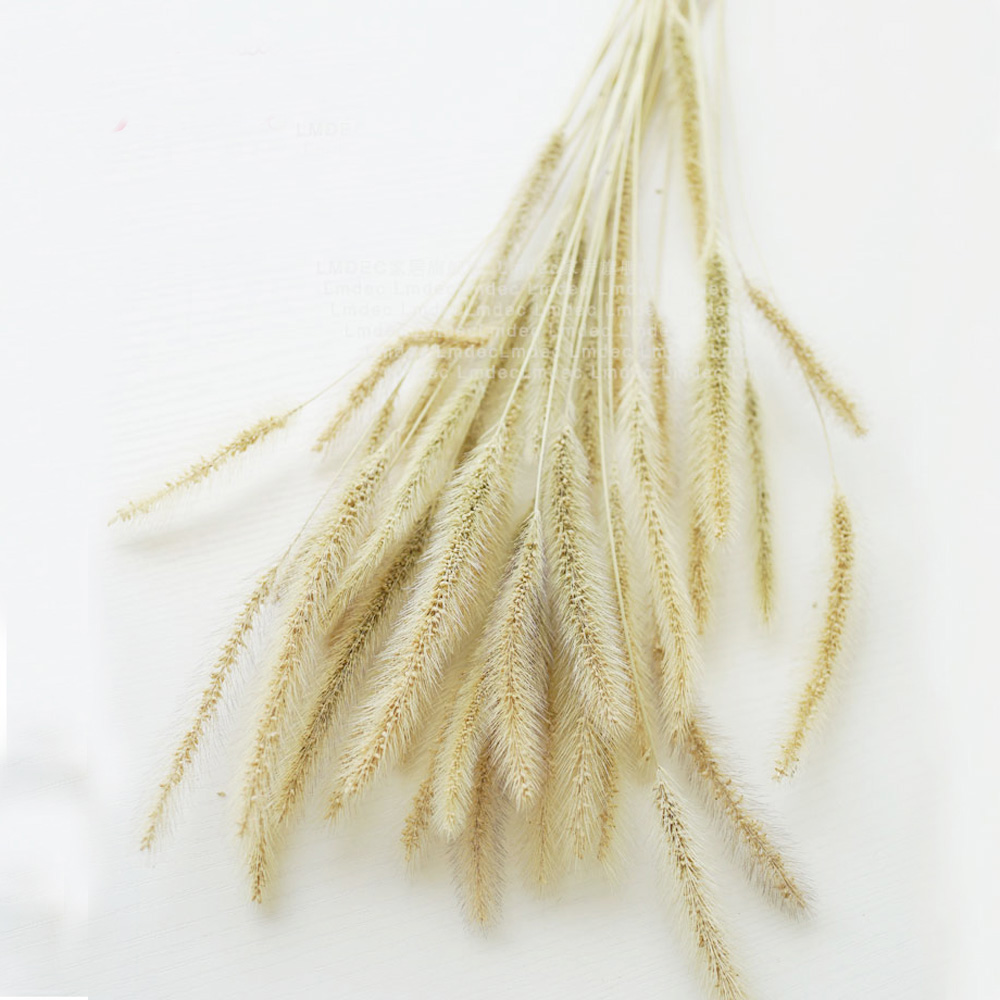 200pcs 자연 건조 Lagurus ovatus 부케 - Dried Flower Bunch 리뷰 및 가격